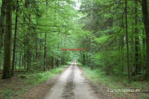 El bosque de Bialowieza en Polonia. Que hacer en el bosque de Bialowieza