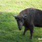 Cara a cara con el bisonte europeo en el Bosque de Bialowieza