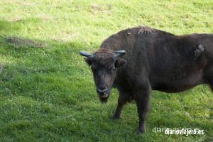 Cara a cara con el bisonte europeo en el Bosque de Bialowieza