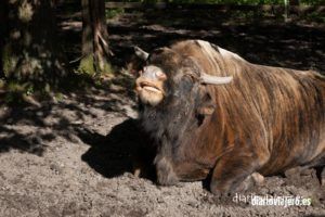 Reserva del bisonte en el bosque de Bialowieza en imágenes